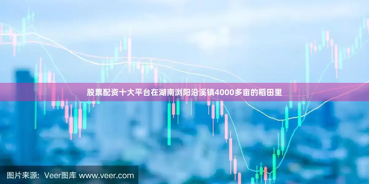 股票配资十大平台在湖南浏阳沿溪镇4000多亩的稻田里